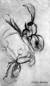 القزحيات (نقطة جاف) بواسطة بريندا برين بوكر